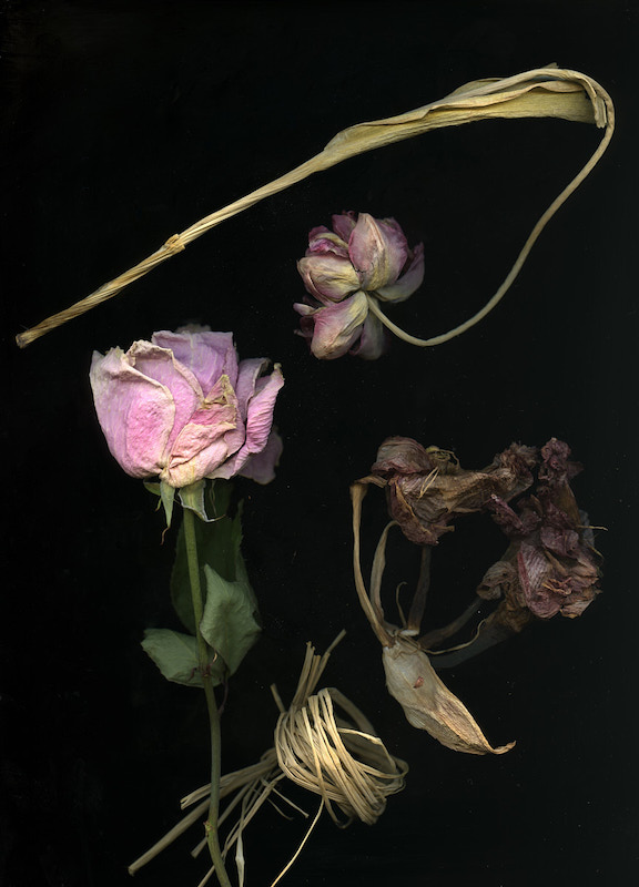 La rose