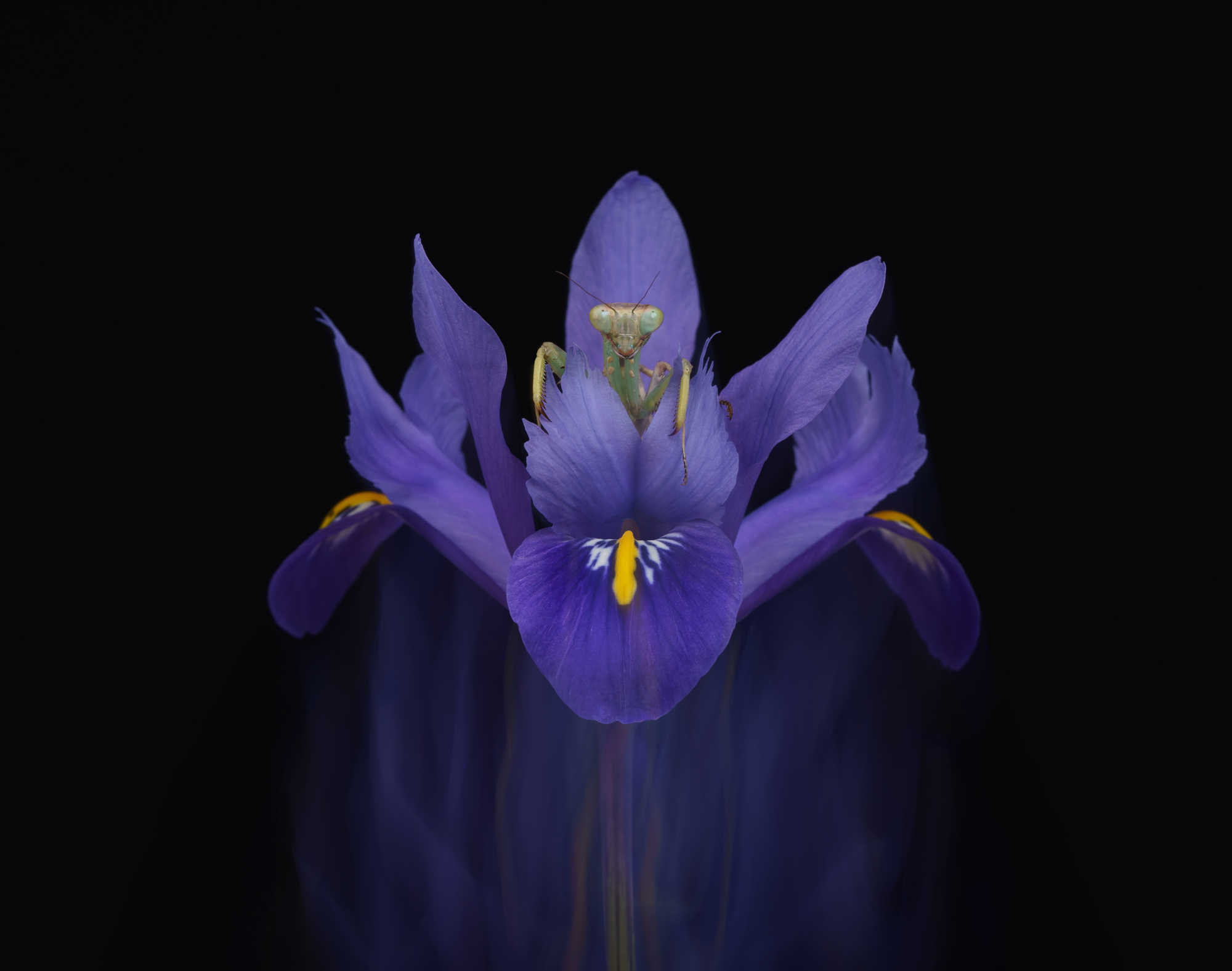 Praying mantis on Dwarf Iris ICM Praying mantis on Dwarf Iris ICM