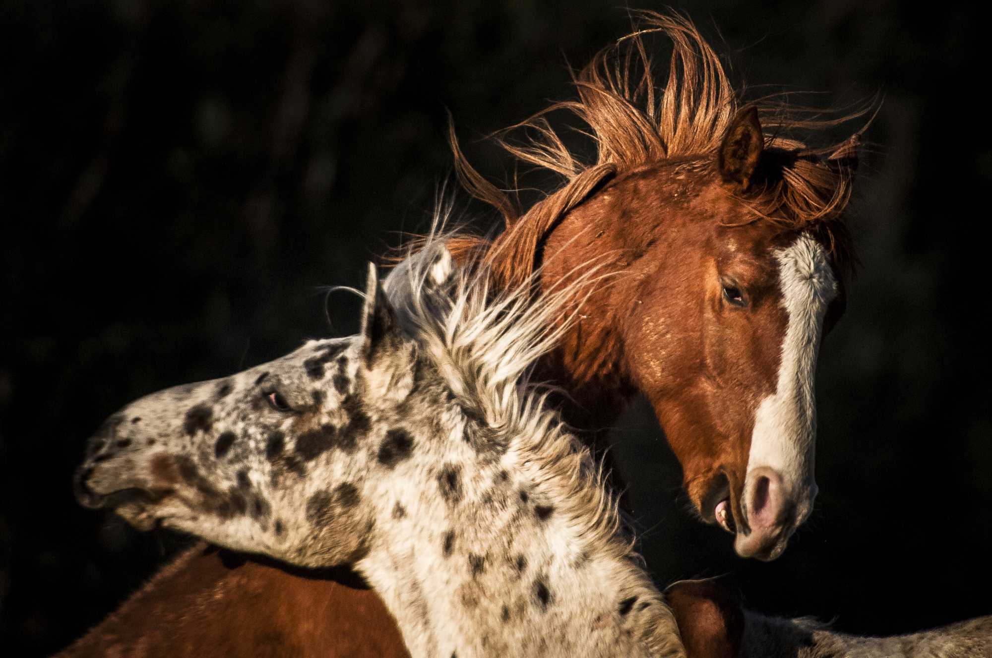Horses fondness Horses fondness