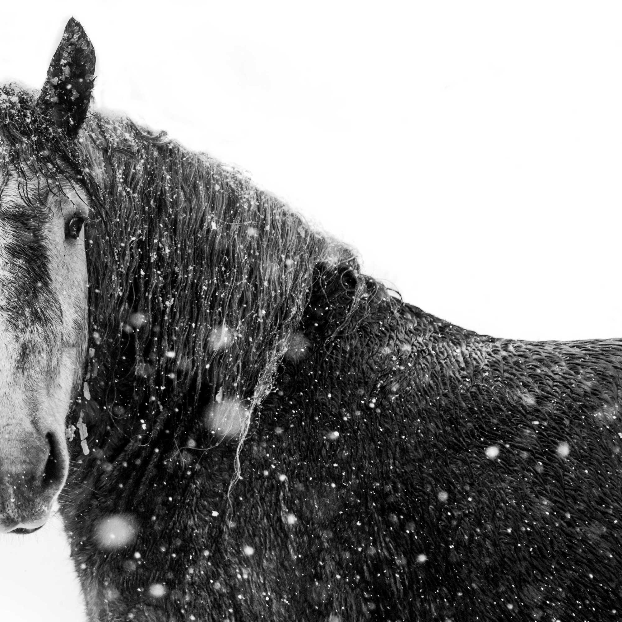 Winter Winter