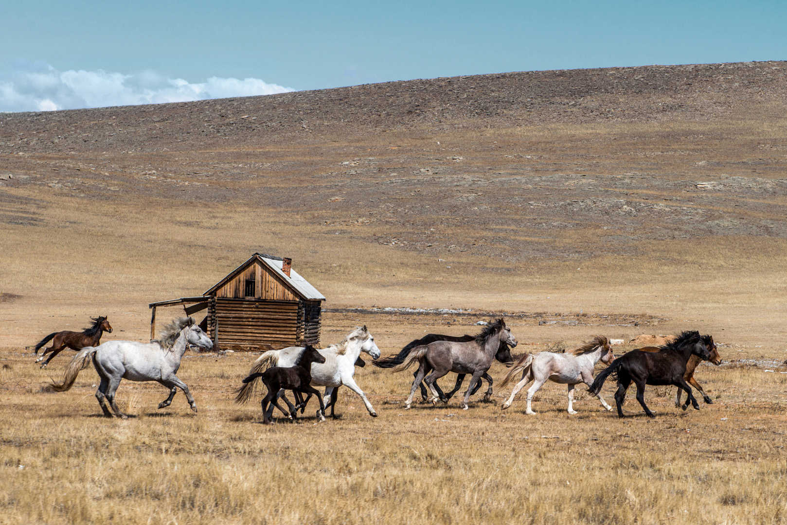 horses in the wild horses in the wild