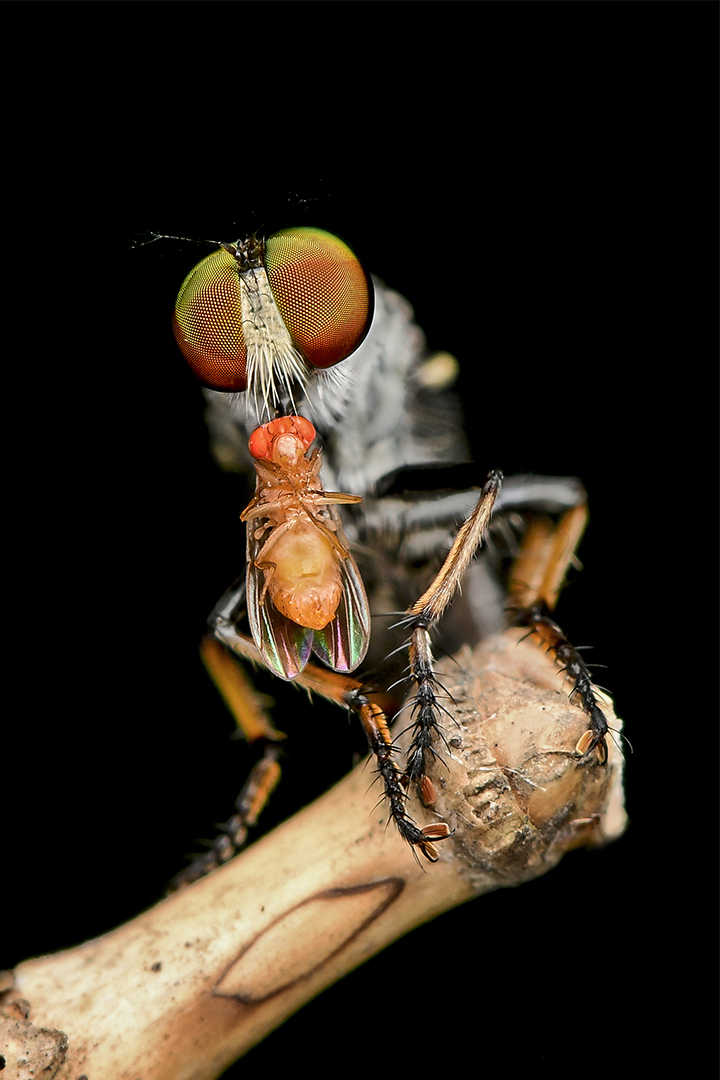Compound eye stucture of Ommatius ouachitensis Compound eye stucture of Ommatius ouachitensis