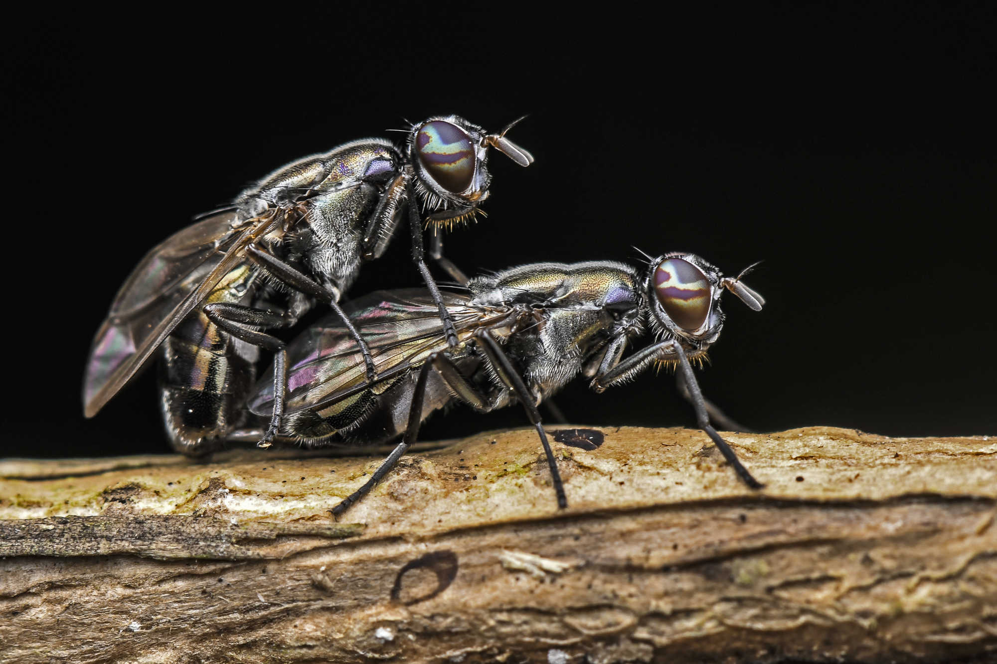 MATING OF SIGNAL FLY
