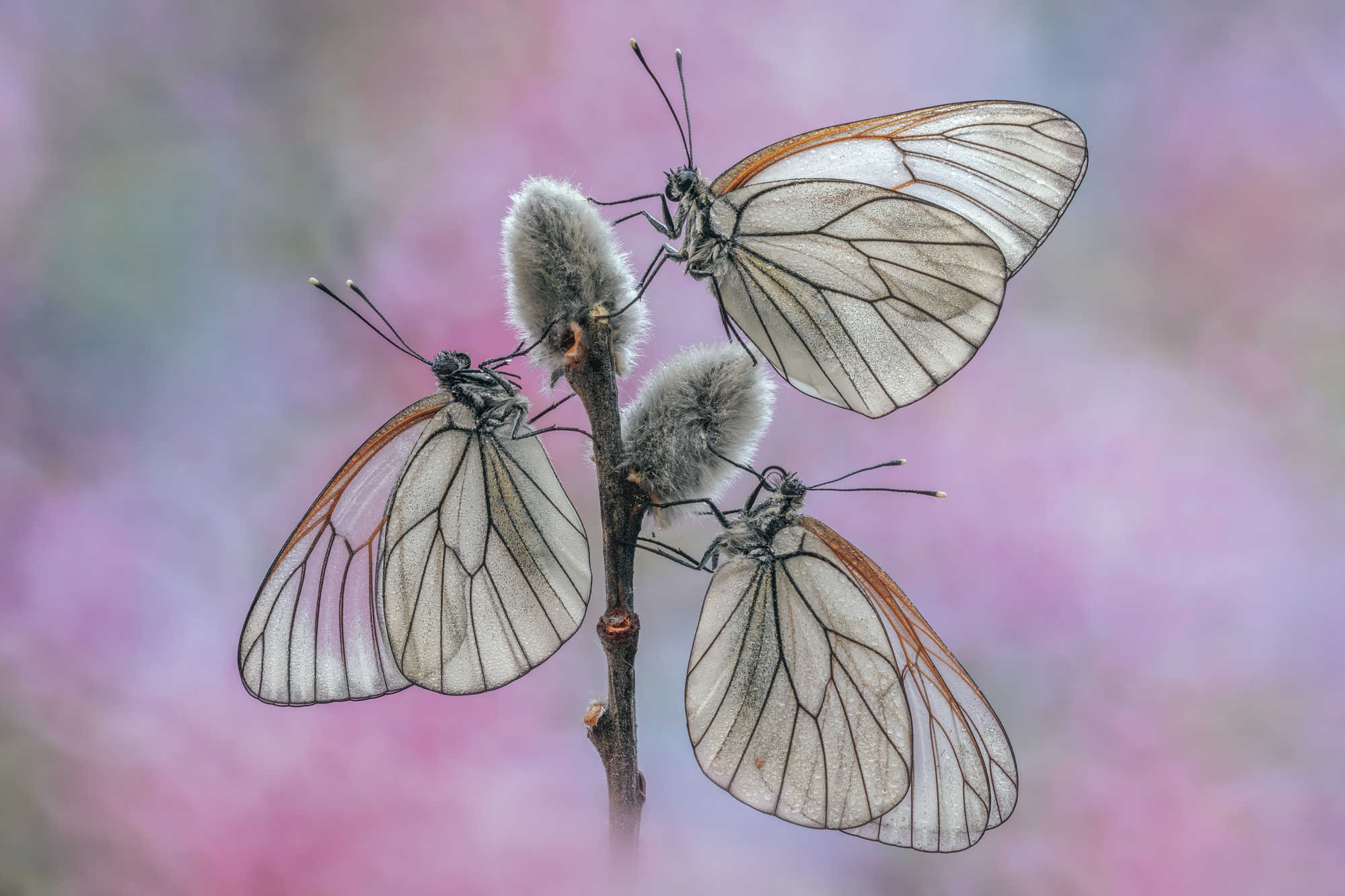 Fragile Harmony Fragile Harmony