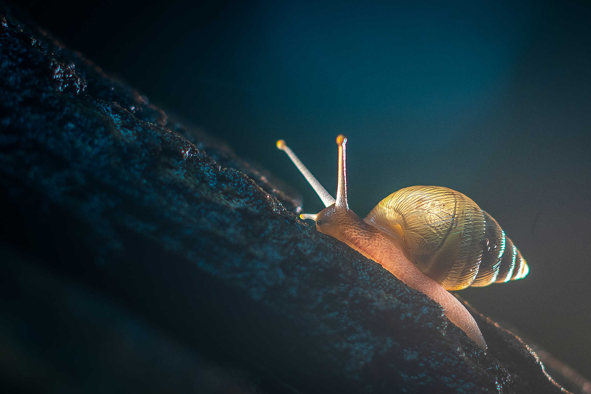 A Really Tiny Snail A Really Tiny Snail