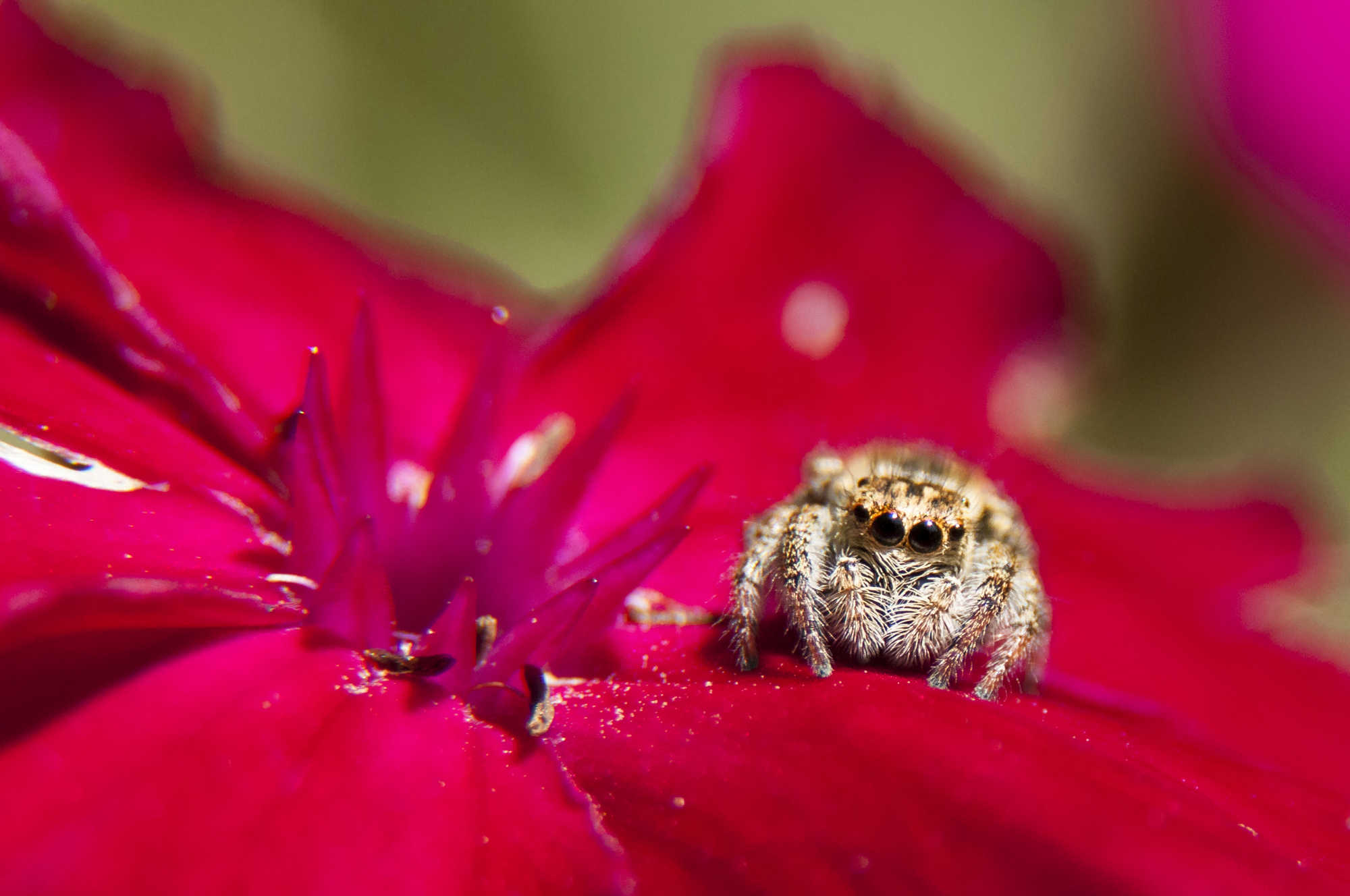spider on a flower