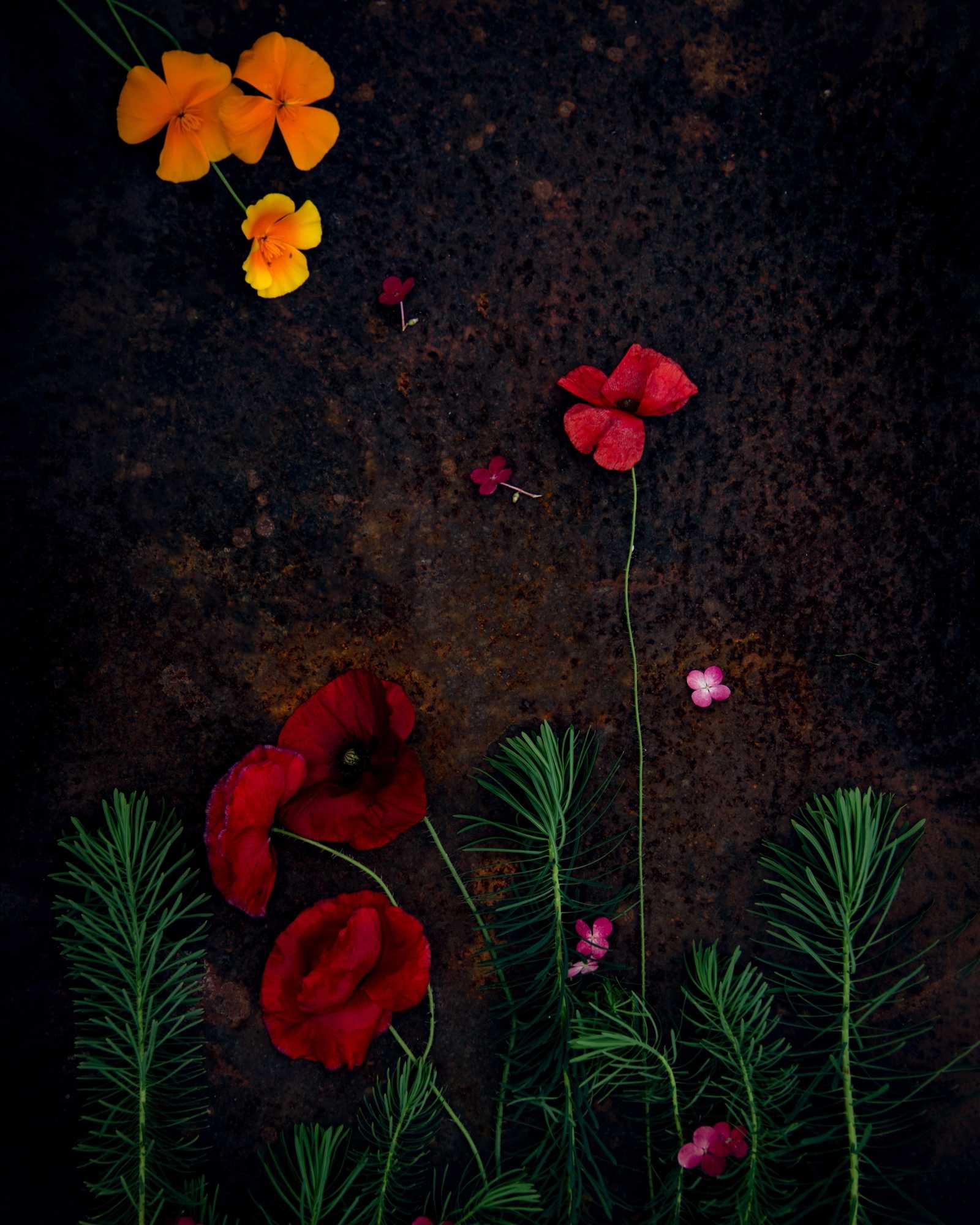 К свету . Маки.