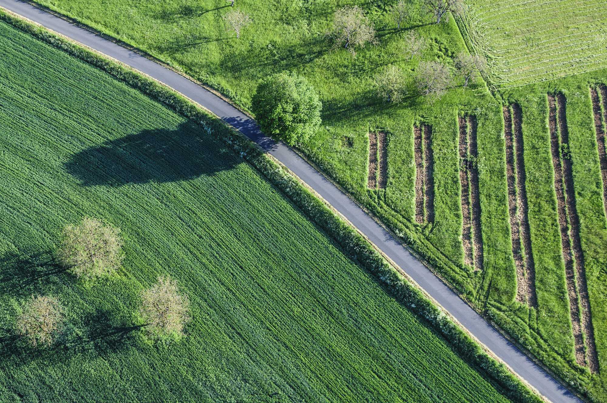 Fields in spring