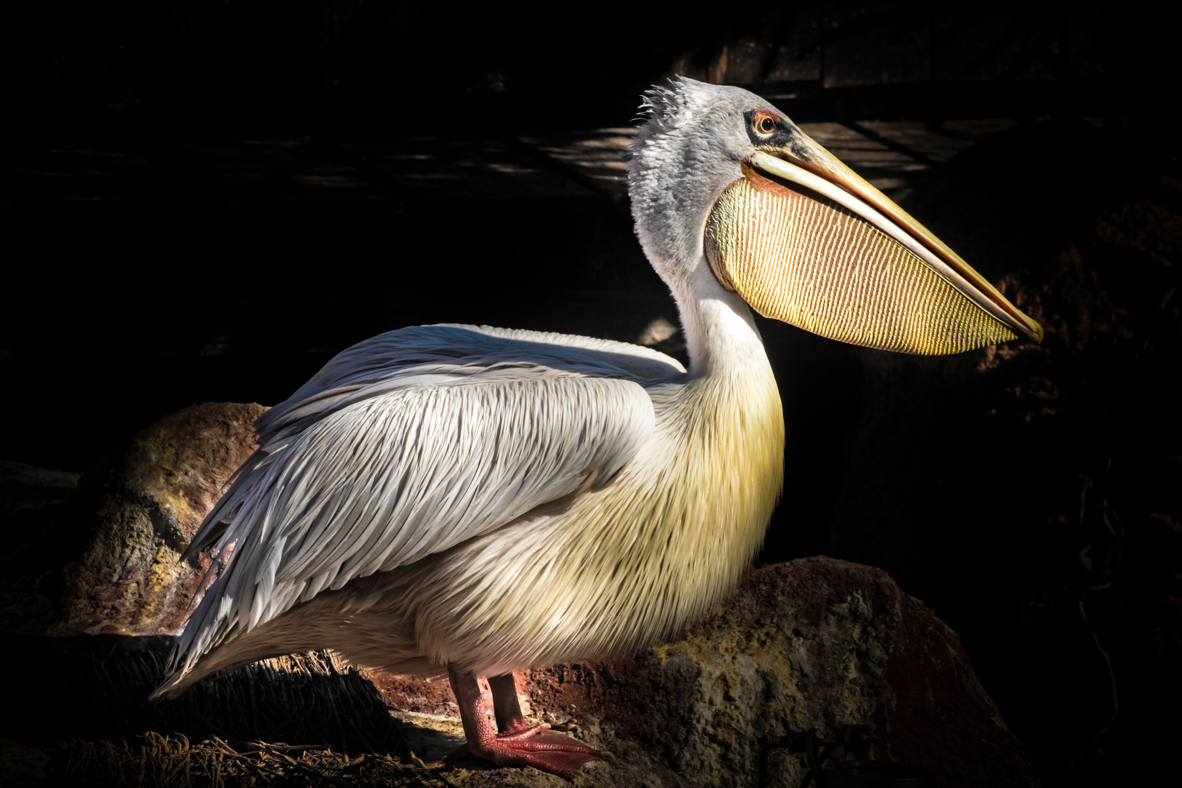 pelican