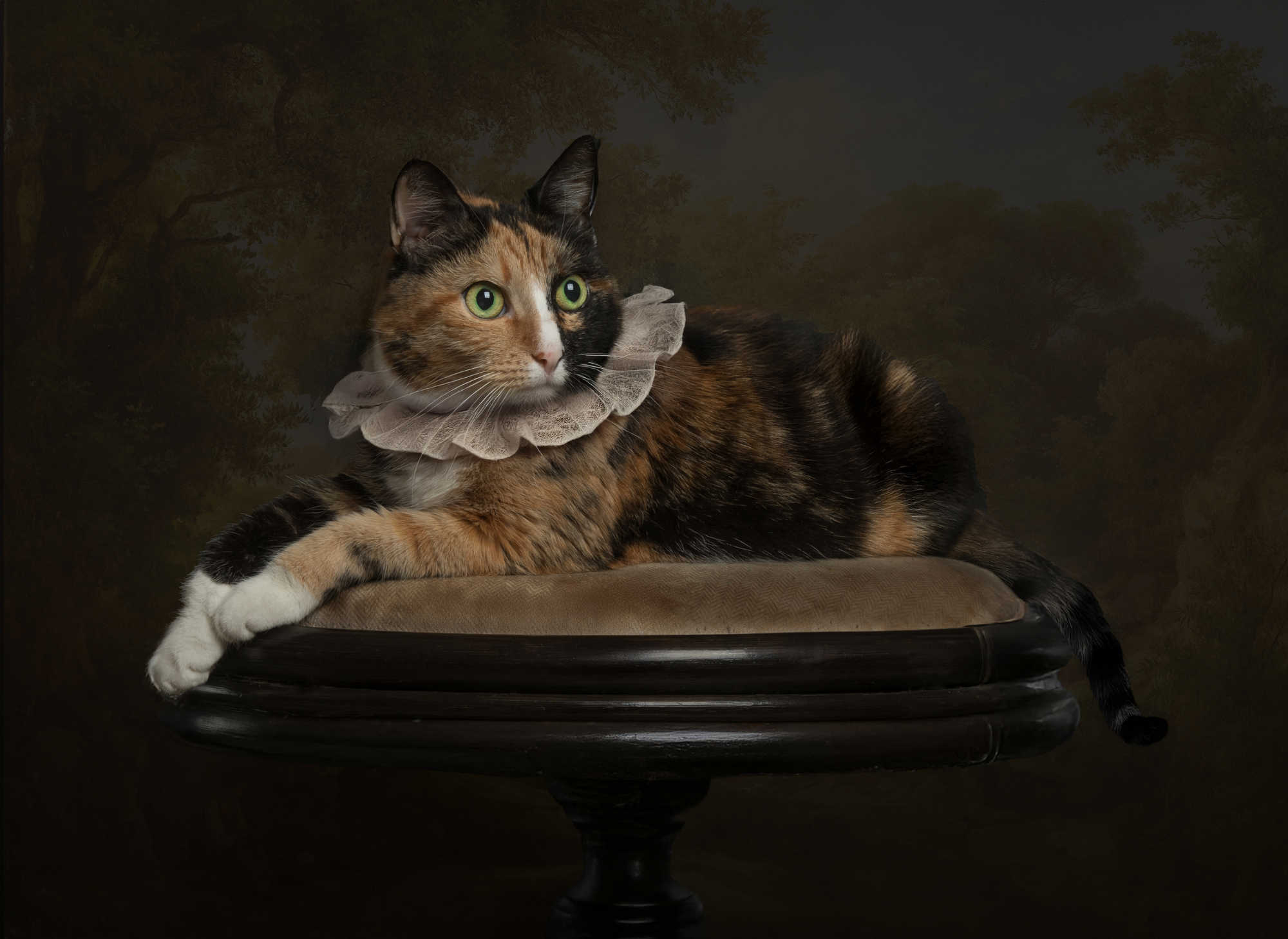 The cat Frosya is resting
