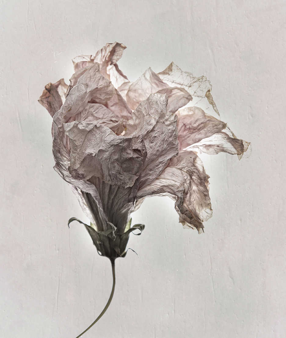 Mémoire texturée d'une fleur