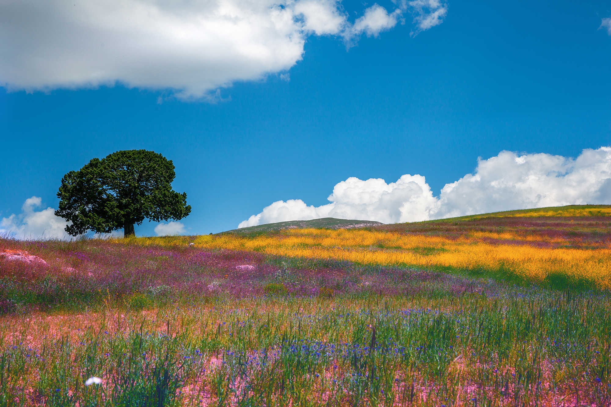 only in the middelle of the rainbow