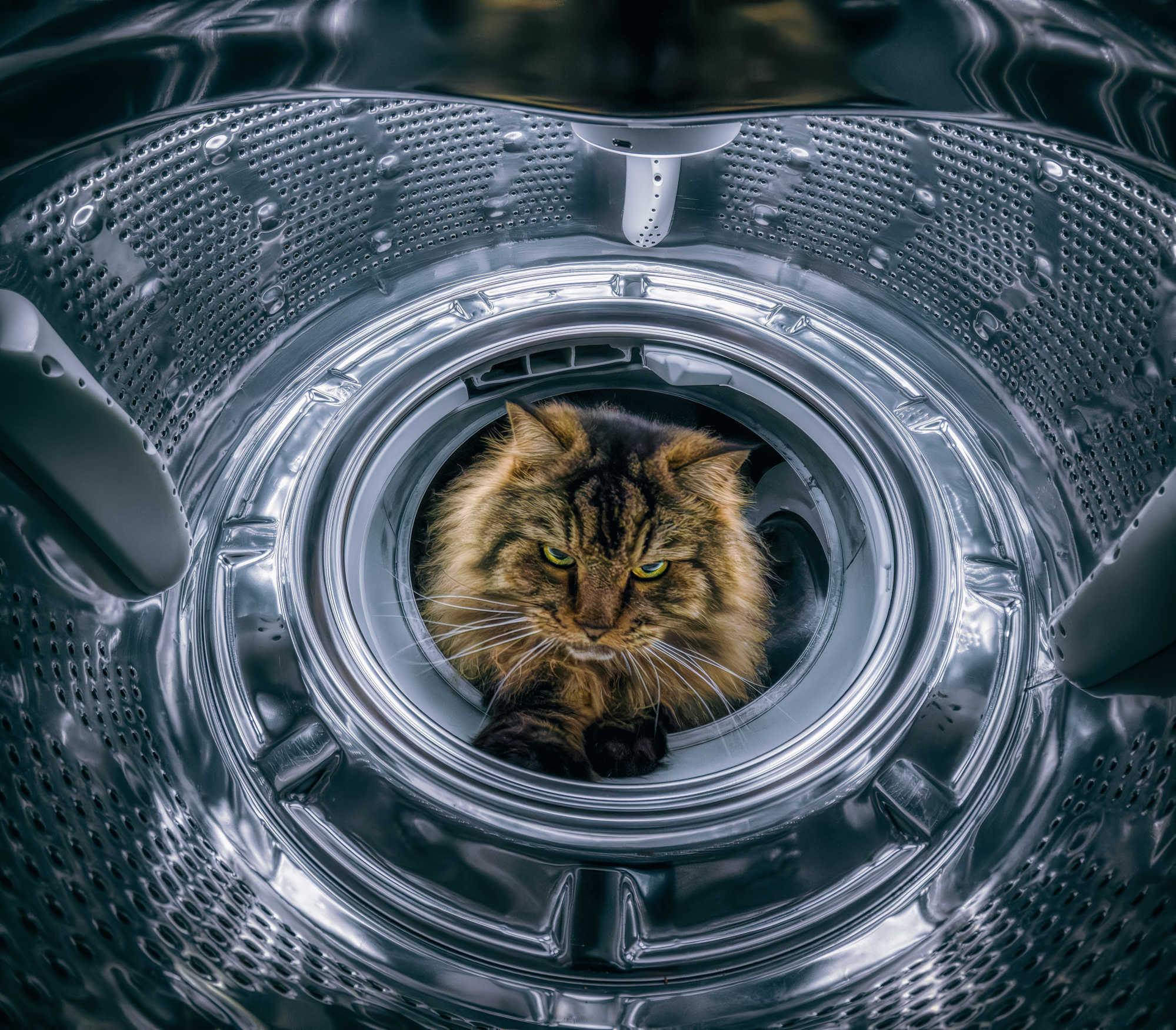 Last Frontier: Where no cat has gone before