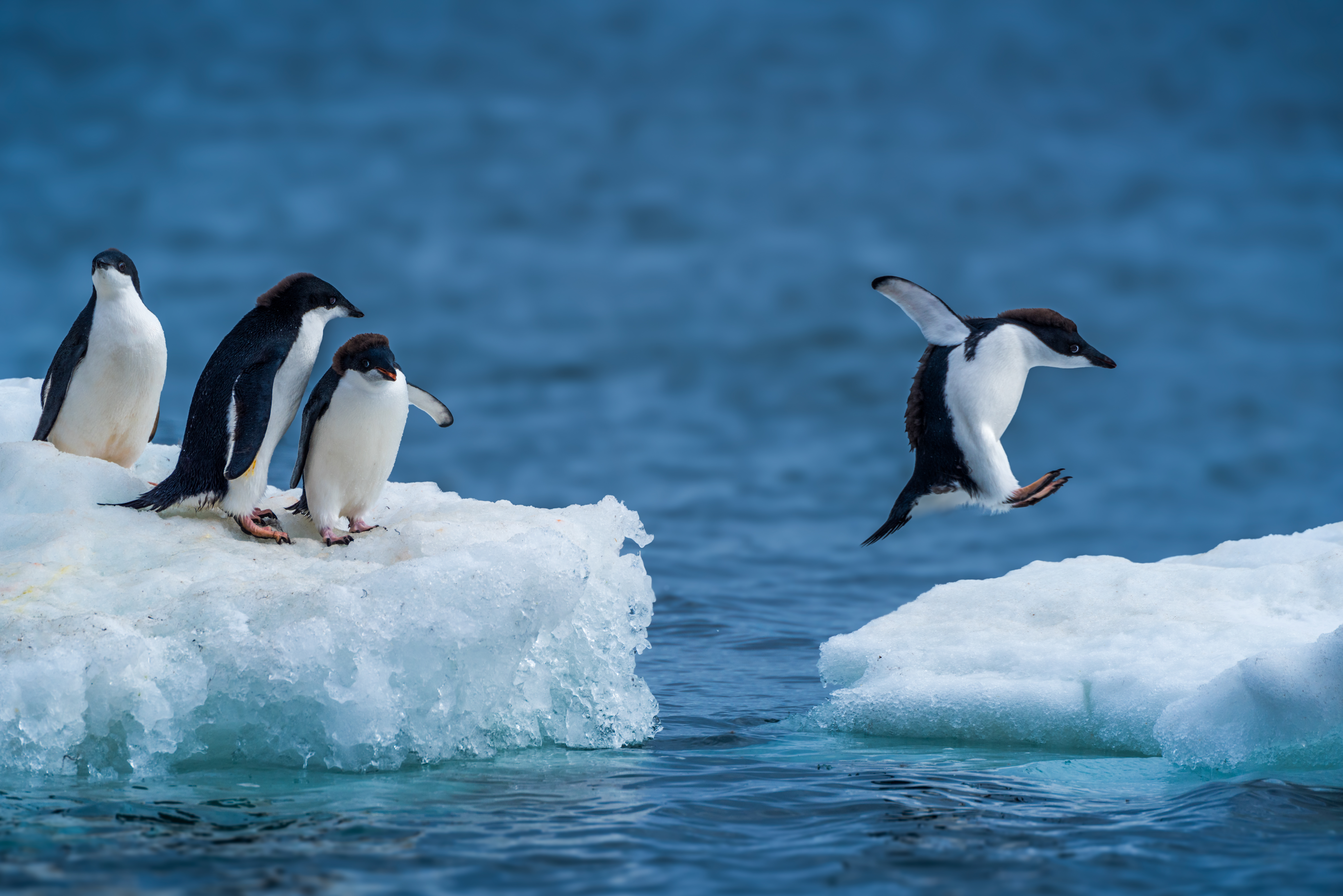 Eddie the Penguin