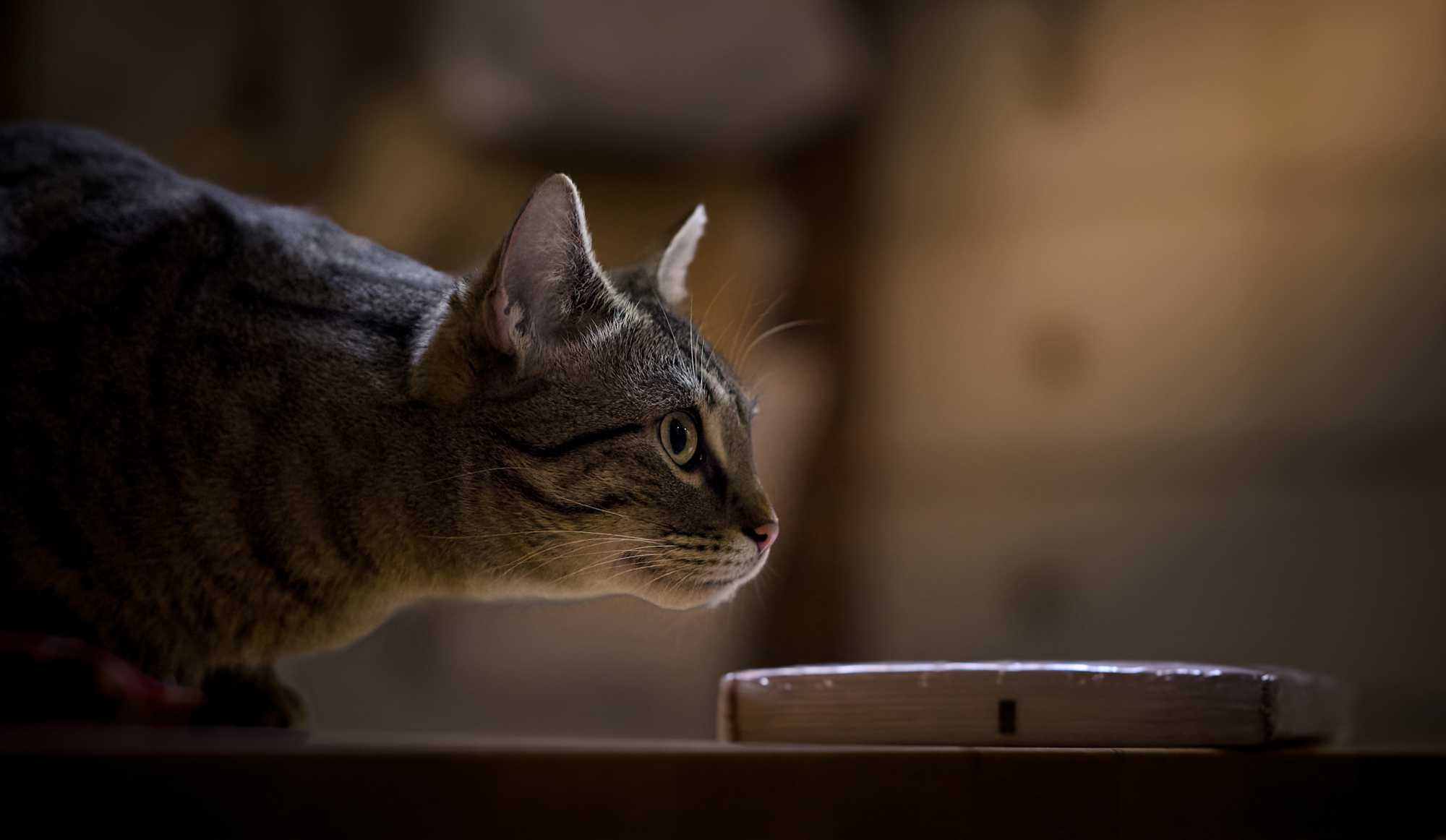 On the hunt 