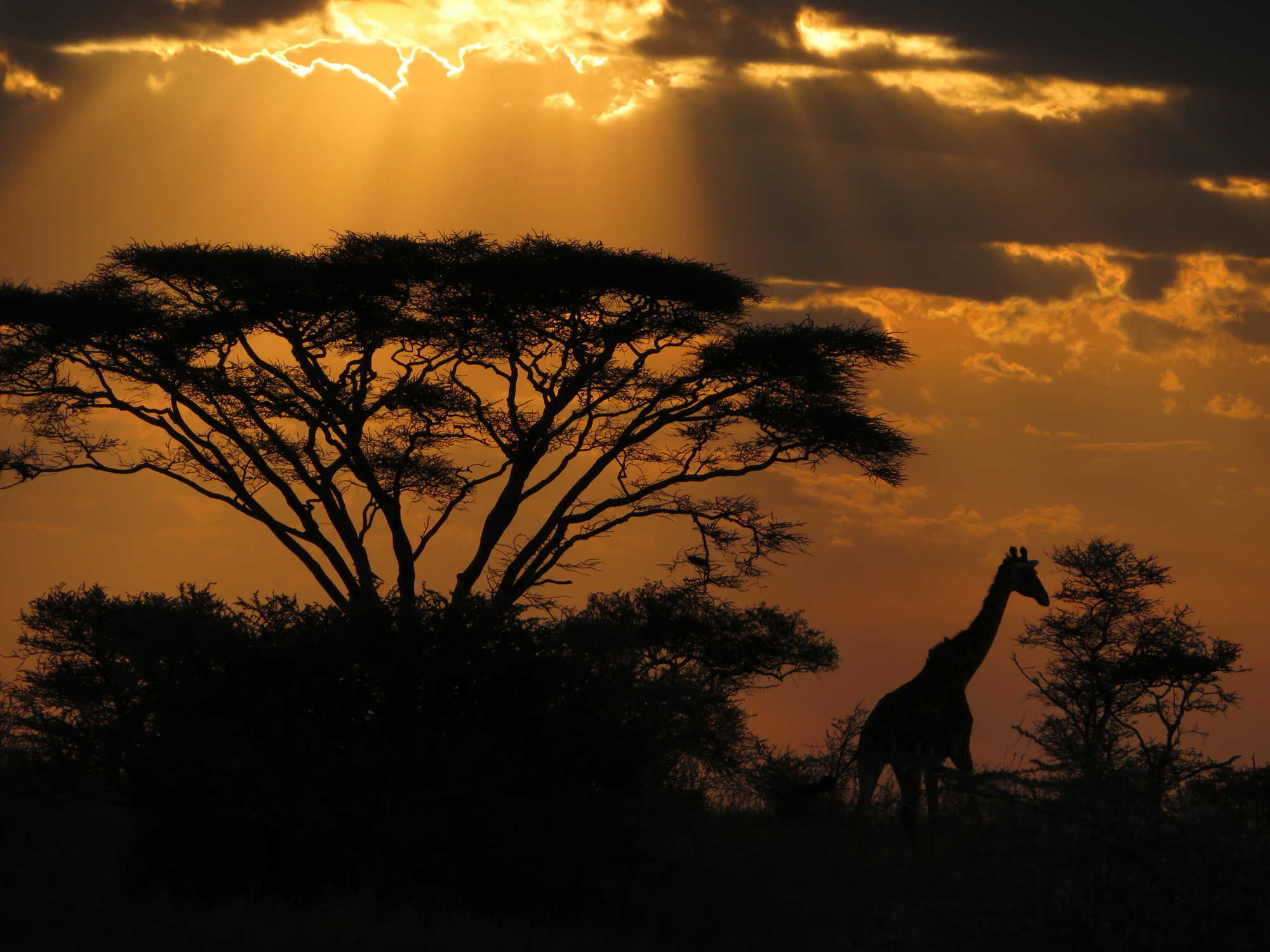 Good night Serengeti 