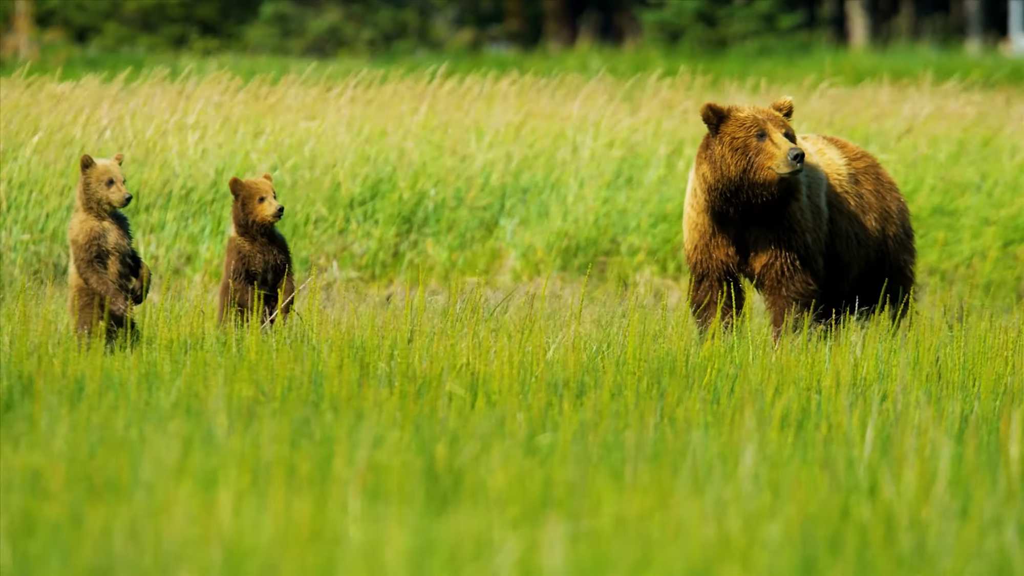 Bear and cubs
