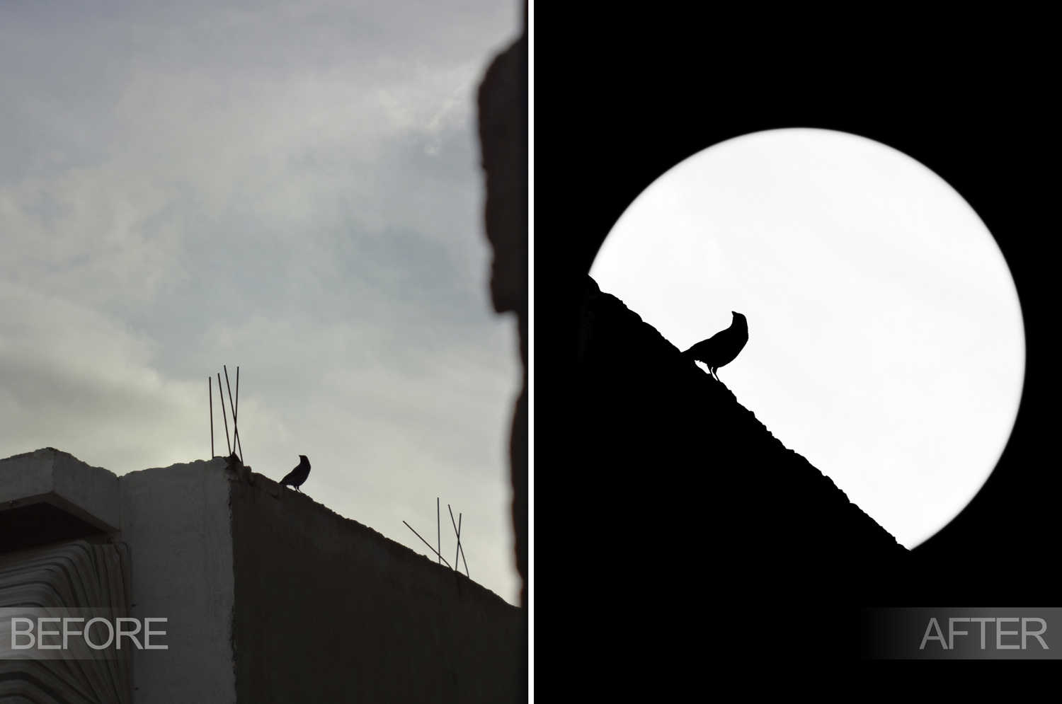 Before and after minimalist bird editing by Donia Ahmed