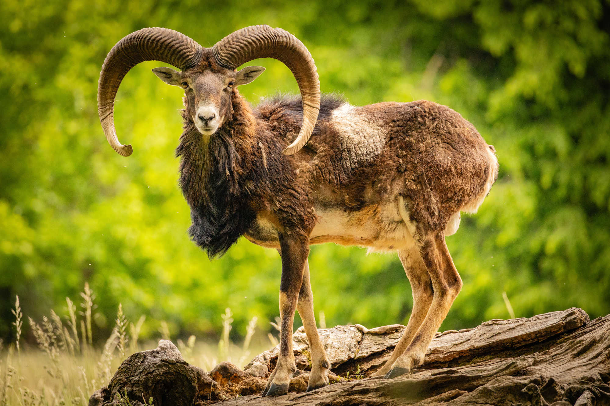 Majestic Horns