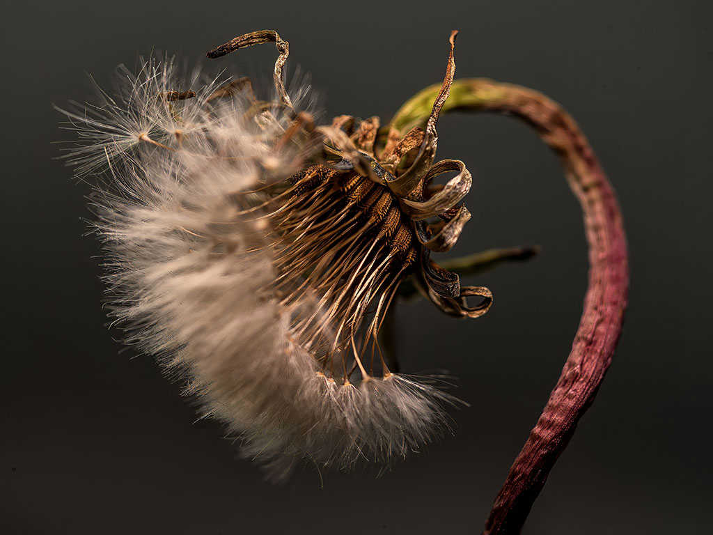 Red Dandelion 