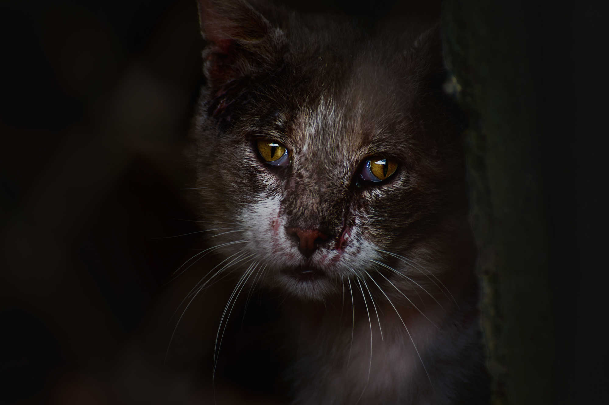 Survivor
