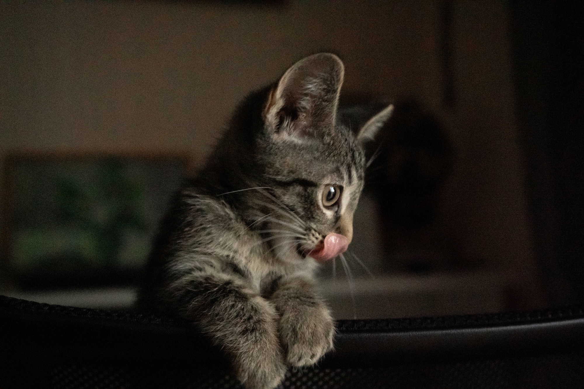 Котенок