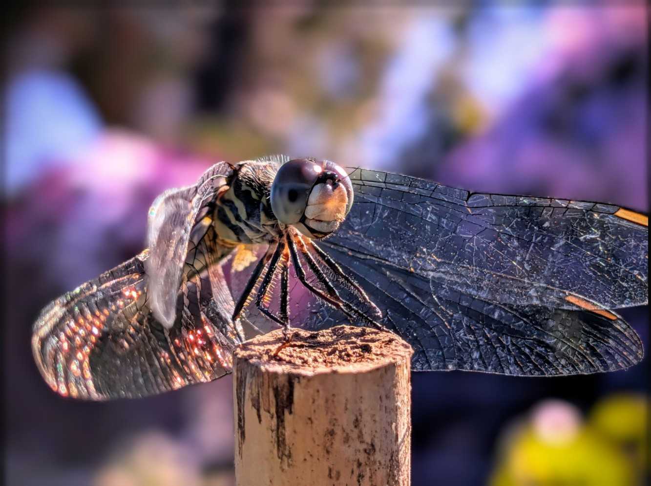 Cheerful dragonfly