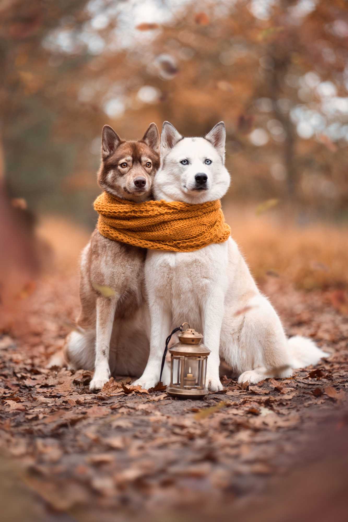 Two Huskies Sharing a Scarf with Lantern in Autum