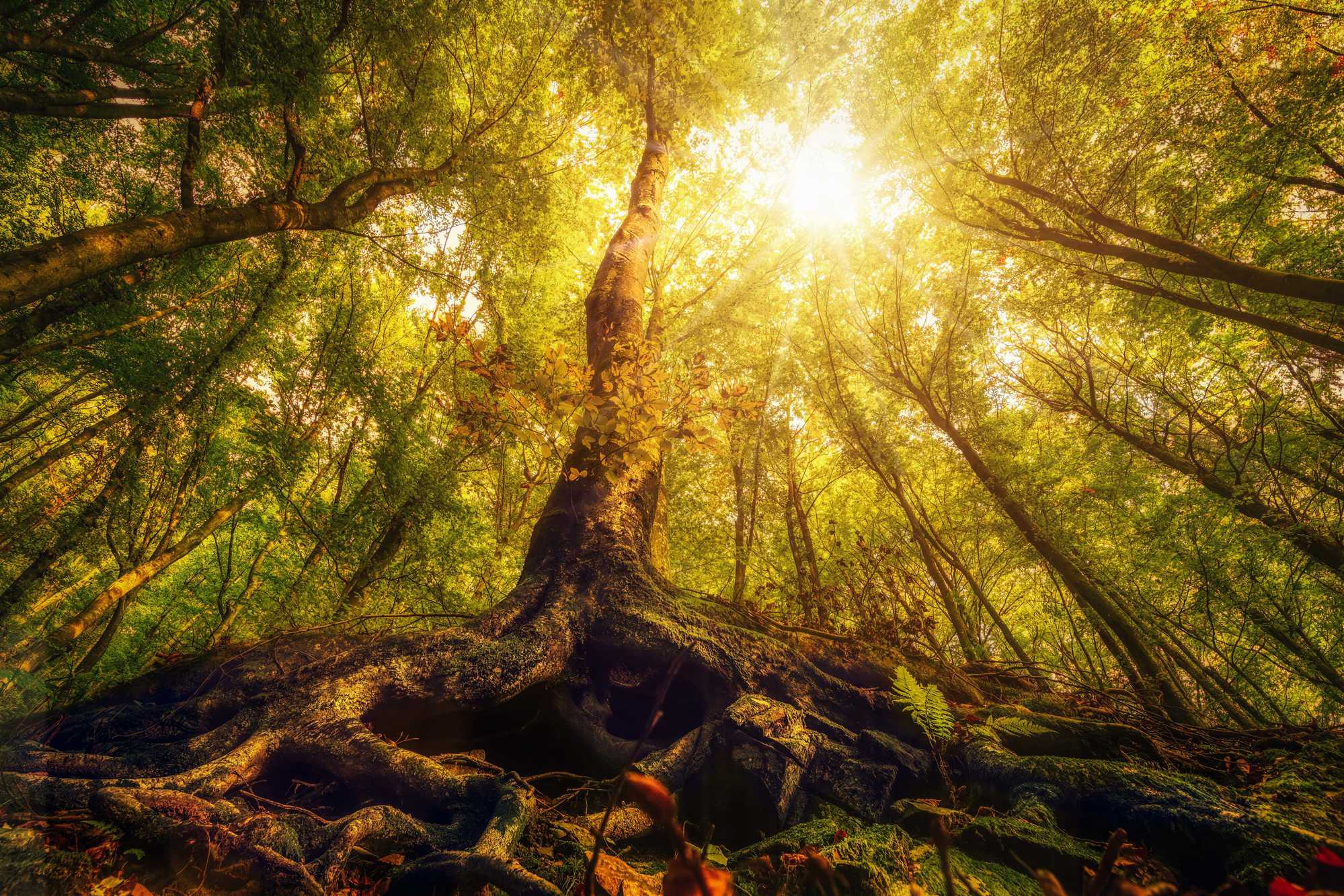 Rooted In Light