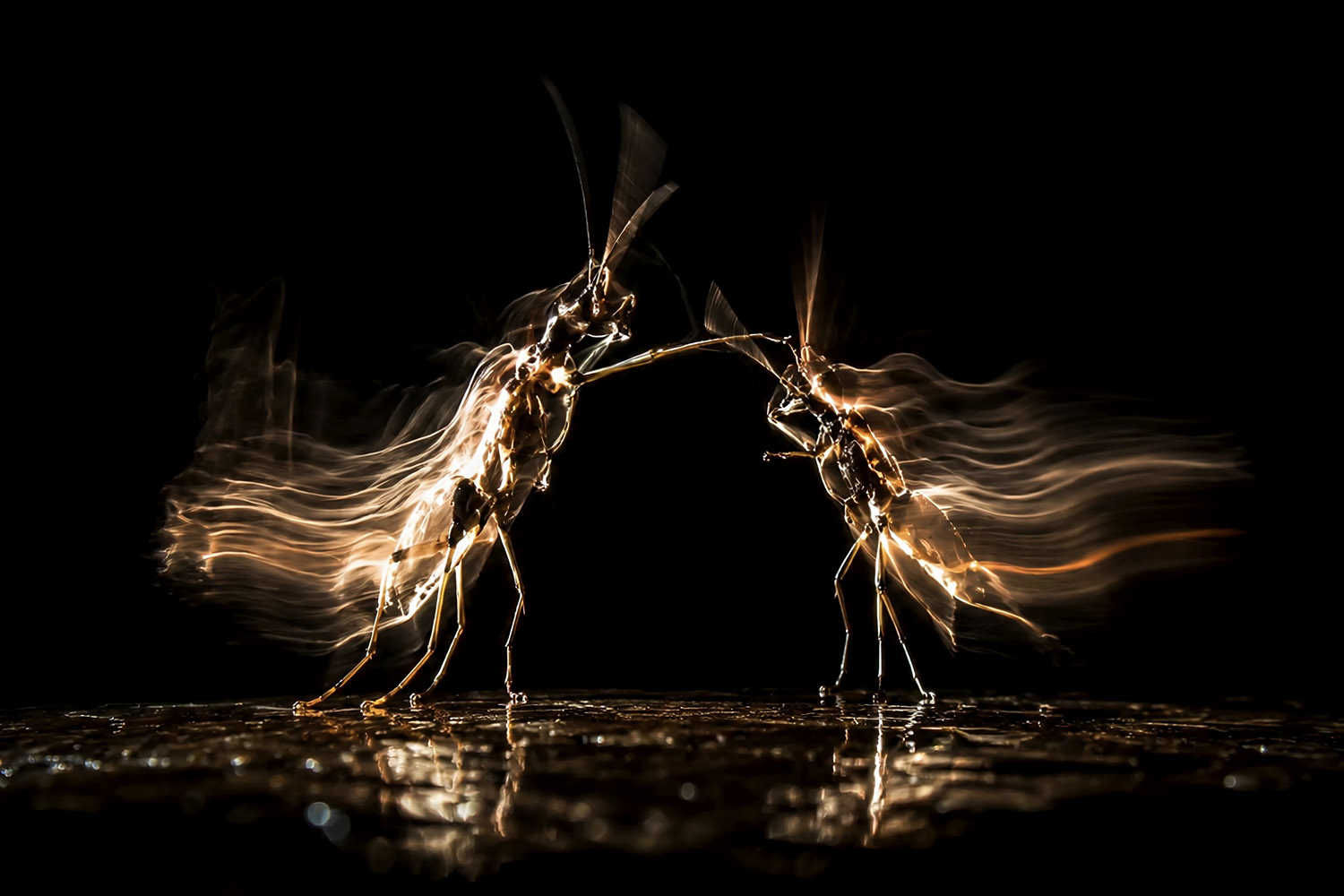 Featured photographer NIPUN RAJ