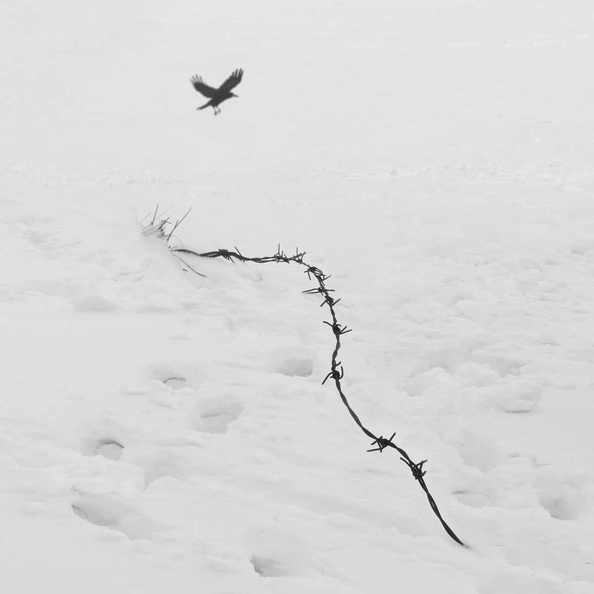 FREEDOM series by Mostafa Nodeh