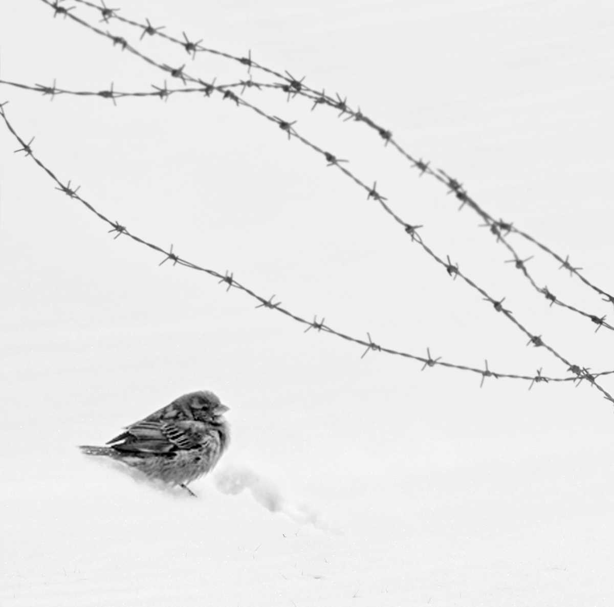 Minimalist photograph from the FREEDOM series by Mostafa Nodeh