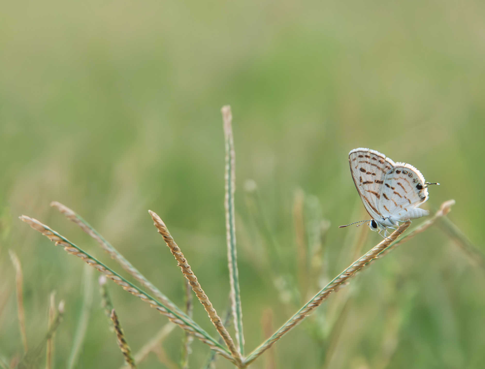 WHITE BUTTERFLY