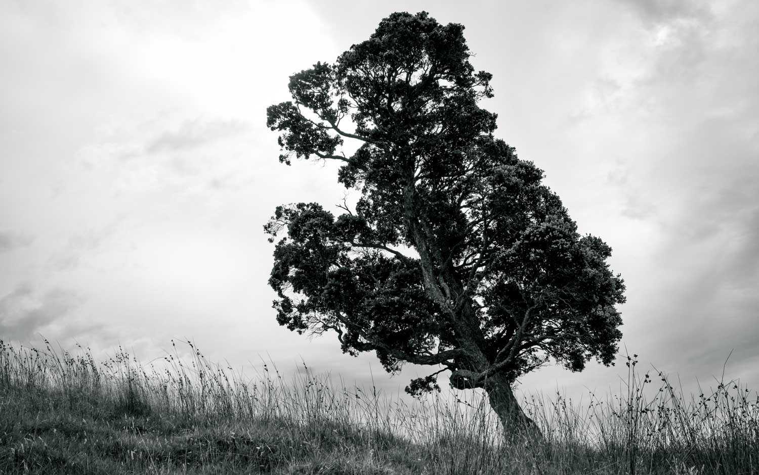 Lone Sentinel nature photography by Mark Tytell