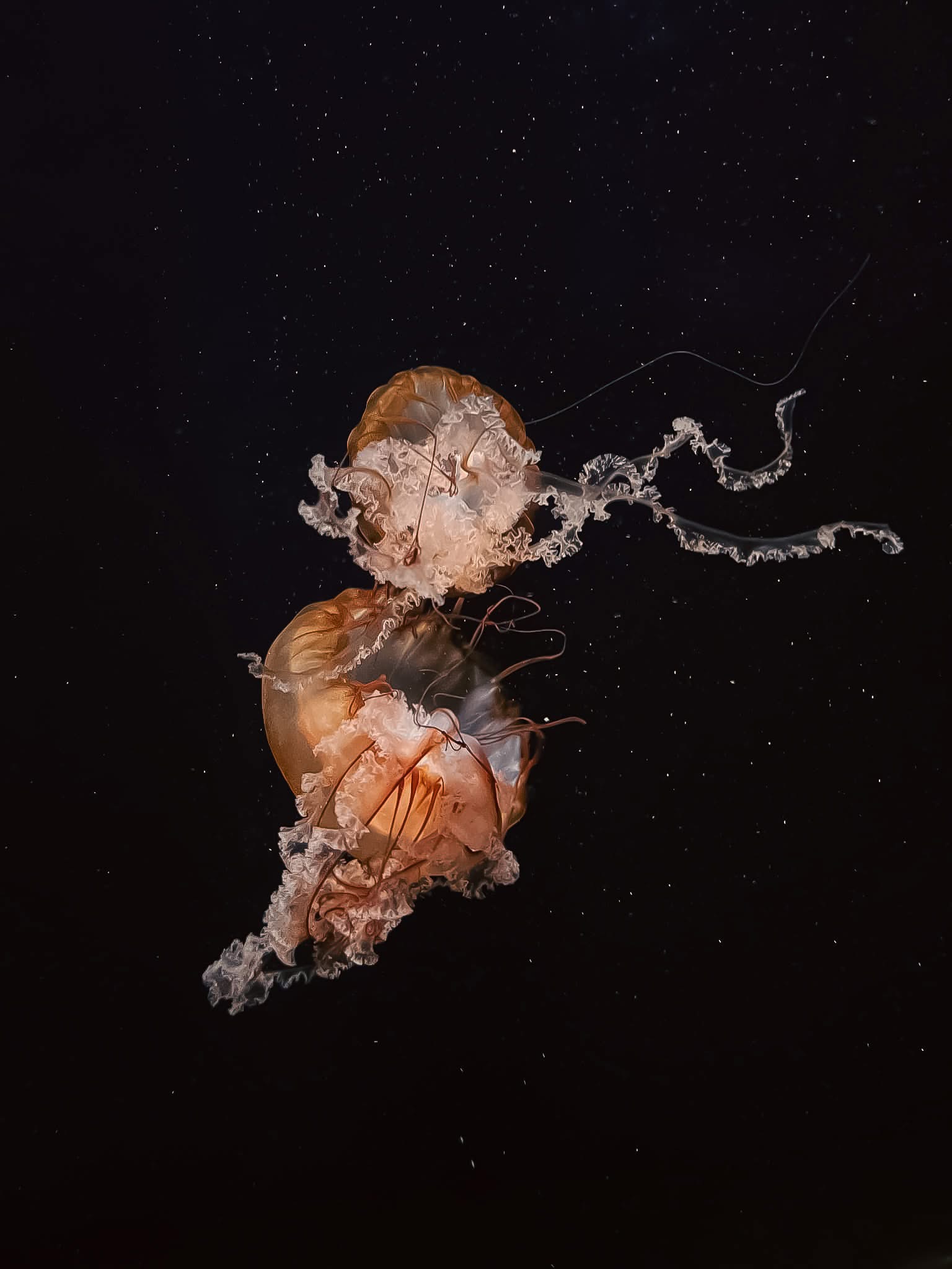 Jellyfish