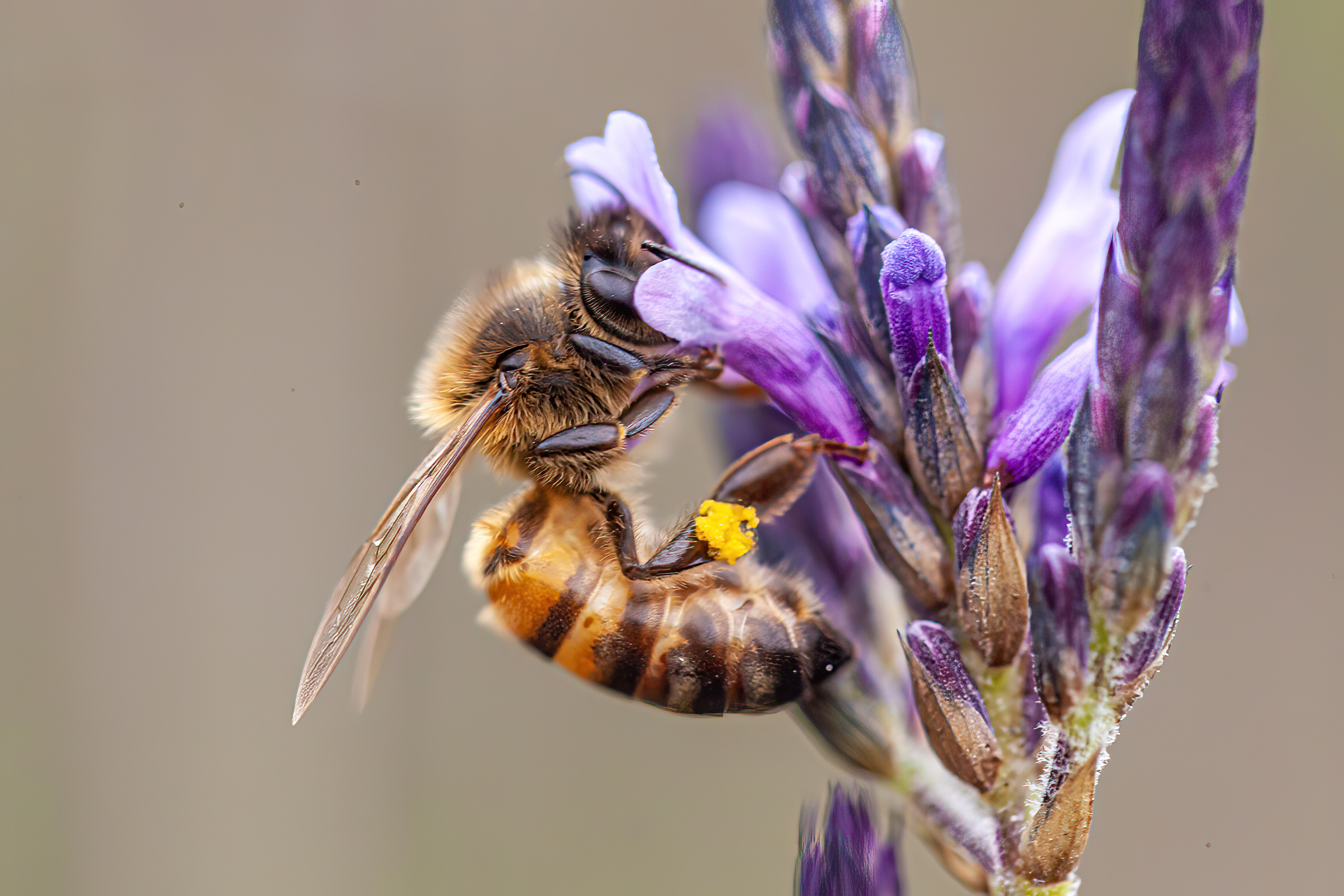 pollinator pollinator